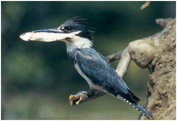Belted Kingfisher with Fish, Courtesy of the National Park Service
